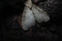 Operophtera brumata