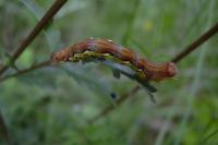 Erannis defoliaria