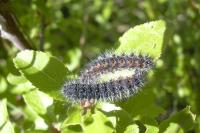 Saturnia pavonia