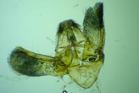 Phycitodes gallicella