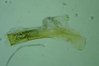 Phycitodes gallicella