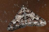 Agriopis leucophaearia