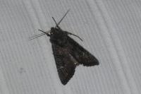Aporophyla nigra