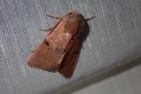 Ammopolia witzenmanni