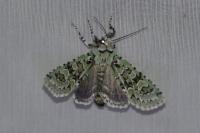 Griposia aprilina