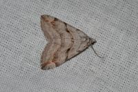 Aplocera efformata/plagiata