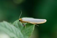 Manulea complana