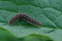Eilema caniola
