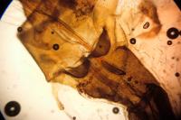 Oligia versicolor