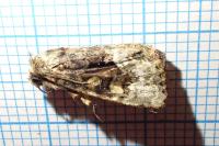 Oligia versicolor