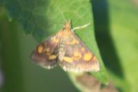 Pyrausta aurata