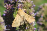 Helicoverpa armigera