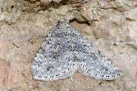 Colostygia multistrigaria multistrigaria