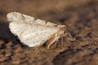 Agriopis leucophaearia
