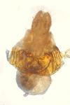 Dyscia conspersaria turturaria