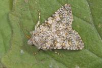 Hecatera dysodea