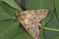 Polia serratilinea