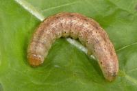 Polia serratilinea