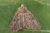 Dichagyris forcipula
