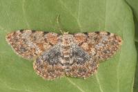 Scopula rufomixtaria