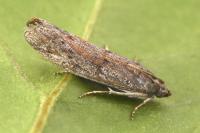 Cadra furcatella