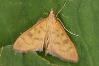 Mecyna auralis