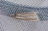 Catoptria speculalis