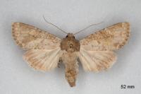 Polia serratilinea