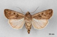 Euxoa aquilina aquilina