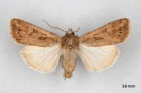 Euxoa aquilina aquilina
