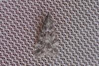 Eudonia sudetica