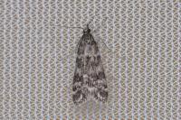 Eudonia sudetica