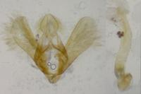 Eudonia sudetica