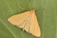 Mecyna lutealis