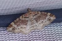 Xanthorhoe spadicearia