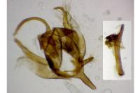 Xanthorhoe spadicearia