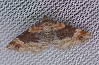 Xanthorhoe spadicearia