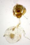 Xanthorhoe spadicearia