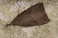 Hypena rostralis