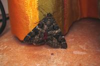 Catocala coniuncta