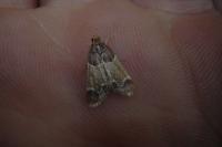 Pyralis farinalis