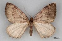 Triphosa dubitata
