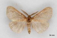 Ocneria rubea