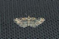 Eupithecia pulchellata