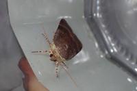 Noctua janthe/janthina