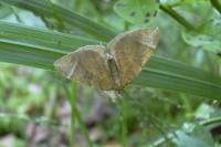 Eulithis testata