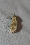 Cynaeda dentalis