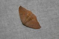 Watsonalla uncinula