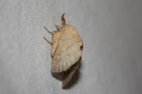 Phyllodesma suberifolia