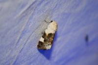 Acontia lucida